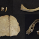 Teeth and bones from Kendrick's Cave in Northern Wales.